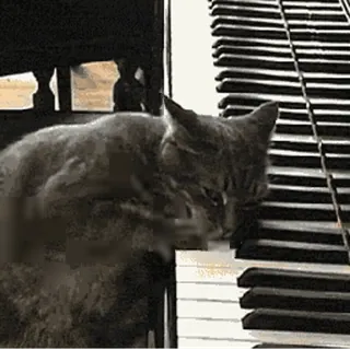 🎹 78d1a368 고양이, 피아노, 음악, 동물, 키보드, 애완 동물 telegram sticker