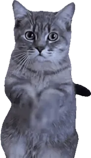 🇮🇹 95c19681 고양이, 서있는 고양이, 동물, 귀여운, 애완 동물, 애완 동물 telegram sticker