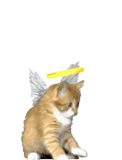 😇 9a8102b7 고양이, 새끼 고양이, 날개, 천사, 후광, 귀여운, 동물, 애완 동물 telegram sticker