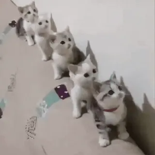 🐱 b95c241e 고양이, 새끼 고양이, 동물, 귀여운, 애완 동물, 가축, 고양이과 telegram sticker