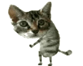🕺 d39b4461 고양이, 춤, 동물, 웃긴, 새끼 고양이, 밈 telegram sticker