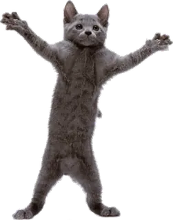 🐈 d9e7ea23 고양이, 동물, 춤, 축하, 웃긴 telegram sticker