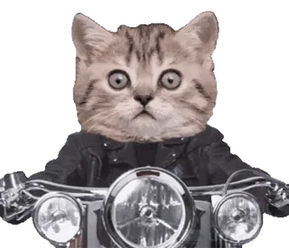 🏍 e2504982 고양이, 오토바이, 동물, 새끼 고양이, 애완 동물, 타기, 귀여운 telegram sticker