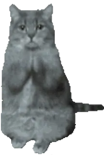 🙏 e5ac65ee 고양이, 기도, 동물, 밈, 웃긴, 귀여운 telegram sticker