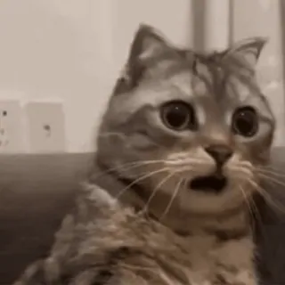 😲 e5ffdea3 고양이, 놀란, 충격받은, 애완동물, 동물, 고양이과 telegram sticker