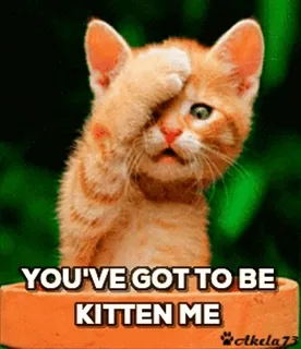 Pussies 🐈 telegram stickers