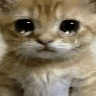 😢 199e6156 猫, 悲伤, 哭, 小猫, 眼泪, 动物, 表情包 whatsapp sticker