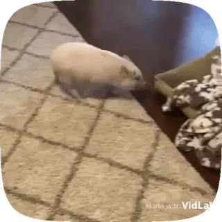 👍 5360a4b4 Made with VidLab 猪, 地毯, 家畜, 动物 whatsapp sticker