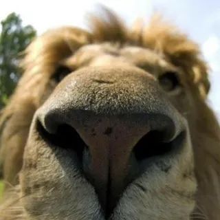 🦁 3ba32099 singa, binatang, mamalia, satwa liar, alam, kucing besar whatsapp sticker