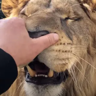 🦁Lion🦁 telegram stickers