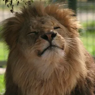 🦁Lion🦁 telegram stickers