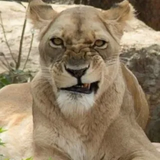 😡 a4e4ff87 singa betina, marah, binatang, satwa liar, alam whatsapp sticker