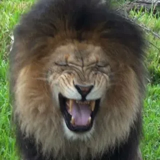 😂 c4b94219 singa, binatang, satwa liar, kucing, mamalia whatsapp sticker