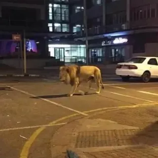 🏃‍♂ e14d3f2e singa, jalan, binatang, urban, satwa liar, predator whatsapp sticker