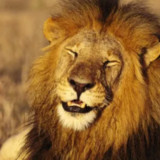 🦁 e99d1c60 singa, binatang, satwa liar, mamalia, afrika whatsapp sticker