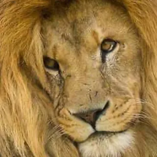 🦁 ff54aaeb singa, binatang, mamalia, satwa liar, alam, predator whatsapp sticker