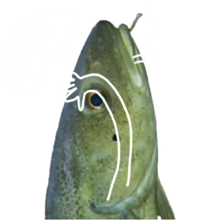 🙈 0dde1dd8 fisch, mittelfinger, beleidigend, wasserwesen, tier, geste, humor telegram sticker