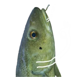 👌 a7c53493 Fisch, Tier, Wildtier, Meer, Ozean, Kabeljau telegram sticker