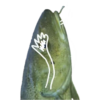 🙈 ff729a54 fisch, mittelfinger, beleidigende geste, unhöflich, stinkefinger telegram sticker