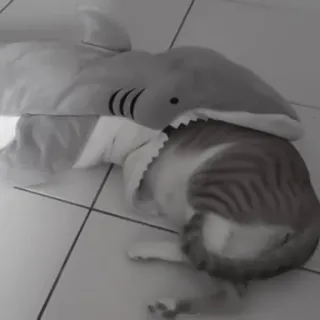 🪜 14c48d80 gato, tubarão, animal, humor, animal de estimação, engraçado telegram sticker