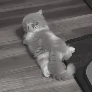 🪜 1705fc55 gato, animal de estimação, gatinho, animal, fofo, doméstico telegram sticker