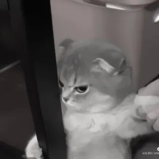 🪜 1a8afbab gato, zangado, rabugento, animal de estimação, animal, gatinho telegram sticker