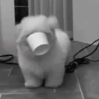 🪜 1c98d95e cachorro, animal, engraçado, copo de papel, fofo, animal de estimação telegram sticker