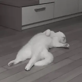 🪜 2dcf5f47 gato, branco, dormindo, chão, animal doméstico, fofo, animal de estimação telegram sticker