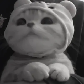 🪜 57a7ed17 gato, animal, animal de estimação, mamífero, chapéu, fofo telegram sticker