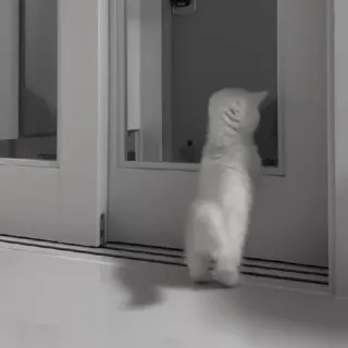 🪜 9df3f2f9 gato, gatinho, gato branco, animal, animal de estimação, porta, fofo telegram sticker