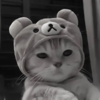 🪜 a93604c8 gato, animal, animal de estimação, chapéu de urso, fofo, engraçado, gatinho telegram sticker