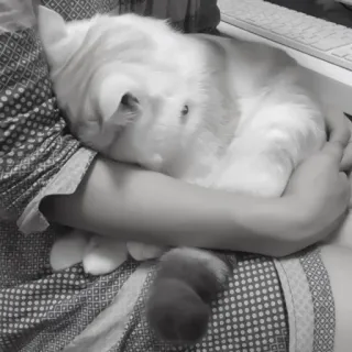 🪜 c15fbbd1 gato, animal, animal de estimação, animal doméstico, felino, gatinho, fofo telegram sticker