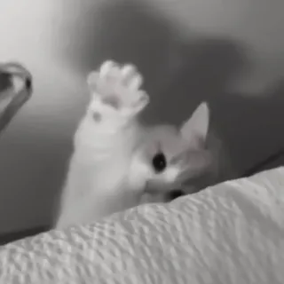 🪜 cbb24951 gato, animal, gatinho, animal de estimação, fofo, engraçado telegram sticker