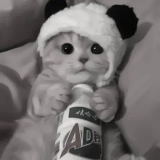 🪜 d08fd9dd AD钙 gato, gatinho, chapéu de panda, bebida, leite AD com cálcio telegram sticker