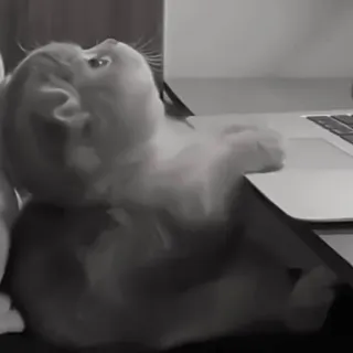 🪜 dce2b1fe gato, animal, computador, laptop, fofo, animal de estimação telegram sticker