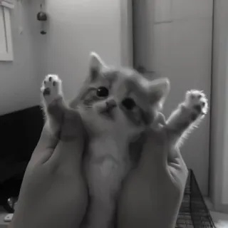 🪜 eda407bc gatinho, gato, animal de estimação, animal, fofo, doméstico, felino telegram sticker