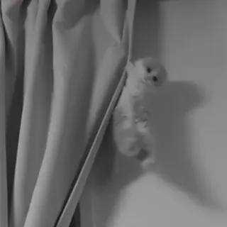 🪜 f1906b7f filhote, cachorro, cortina, animal, fofo, animal de estimação telegram sticker