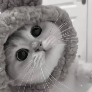 🪜 f80082ee gato, gatinho, animal, fofo, animal de estimação, fofo, gato doméstico, mamífero telegram sticker