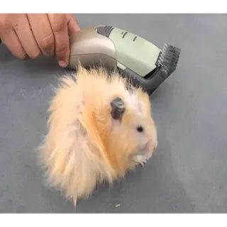 LEFEVRA_TRADING whatsapp stickers