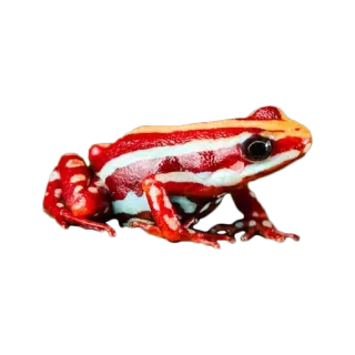 🐸 0e6e7a3f katak, hewan, satwa liar, alam, amfibi, katak panah beracun, warna-warni whatsapp sticker