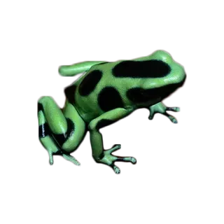 🐸 538a8cda katak, hijau, hewan, kodok panah beracun, alam, amfibi whatsapp sticker