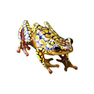 🐸 96d842bd katak, binatang, satwa liar, amfibi, alam, kuning whatsapp sticker