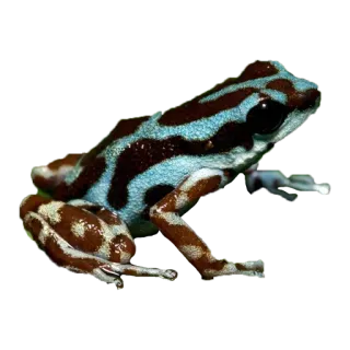 🐸 9b018434 katak, hewan, satwa liar, alam, katak panah beracun, amfibi whatsapp sticker