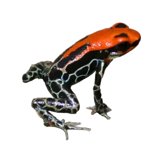 🐸 ad2b0f22 katak, hewan, satwa liar, alam, amfibi, katak panah racun whatsapp sticker