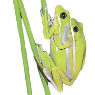 frogs @lefrogge whatsapp stickers