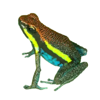 🐸 c2cdaa0a katak, hewan, satwa liar, alam, amfibi, katak panah beracun whatsapp sticker