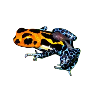 🐸 d3b5201f katak, hewan, satwa liar, amfibi, katak panah beracun, alam, tropis, berwarna-warni whatsapp sticker