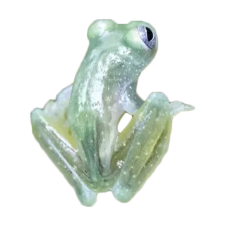 🐸 da90b583 katak, binatang, satwa liar, amfibi, katak kaca, alam whatsapp sticker