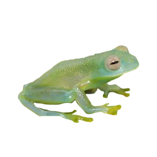 🐸 e3df9e90 katak, binatang, satwa liar, amfibi, transparan, alam whatsapp sticker