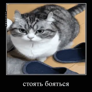 Большой пак Комару @mvborys104 whatsapp stickers